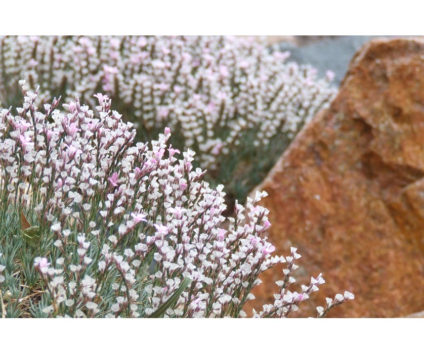 Prickly Thrift